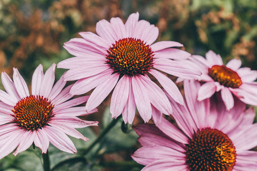 Echinacea: What Is It And What Are The Benefits?