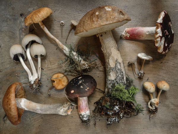 Pile of various mushrooms 