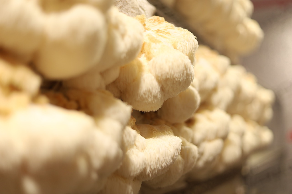 Lion's Mane Mushrooms: What Is It And What Are The Benefits?