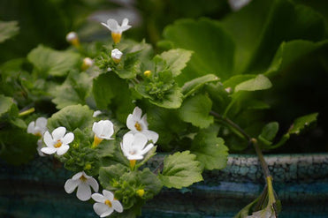 articles/what-is-bacopa-minnieri.jpg