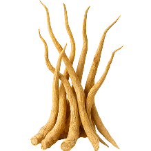 Bundle of dried ashwagandha root on a transparent background.