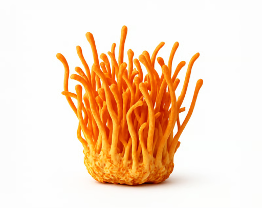 Cordyceps