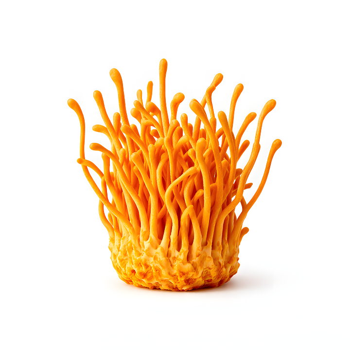 Cordyceps mushroom, an energy-supporting ingredient in Magic Mind.