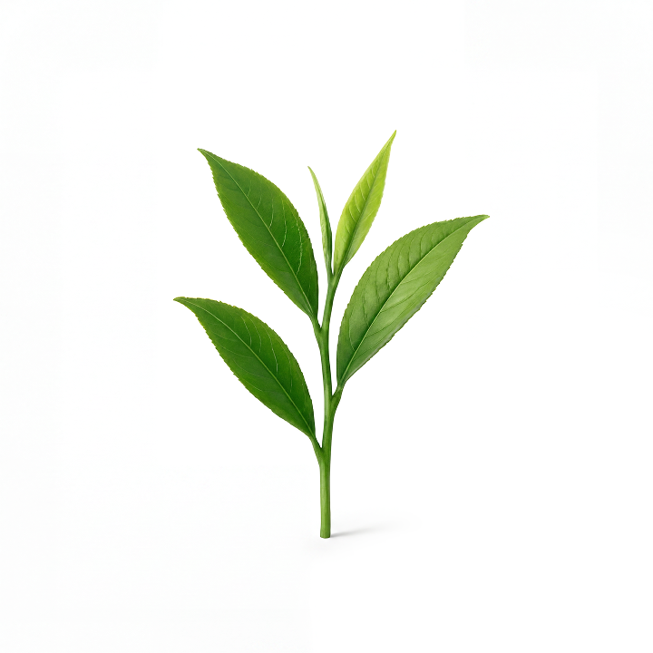 L-Theanine, a calming amino acid ingredient in Magic Mind, derived from tea leaves.