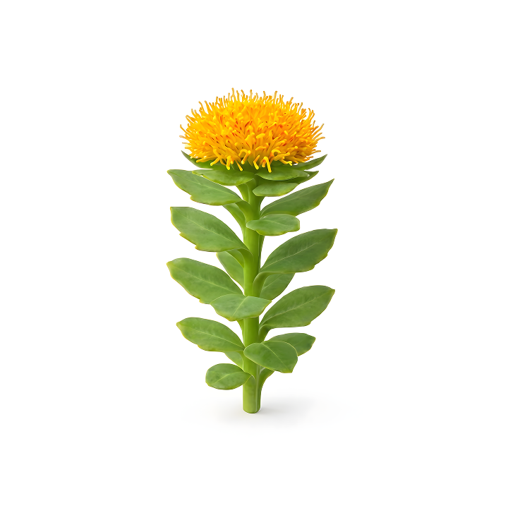 Rhodiola Rosea, an adaptogenic ingredient in Magic Mind.