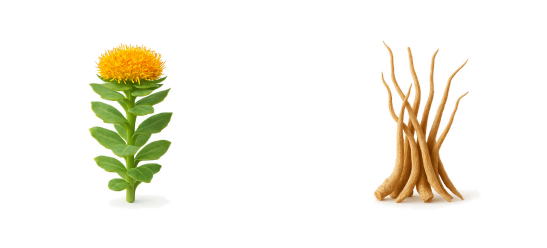 Illustration of a marigold flower and ginseng root.