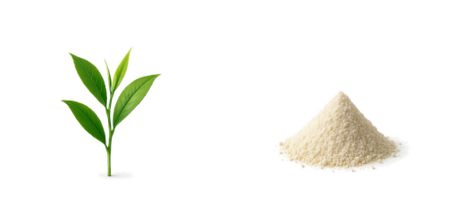 Green tea sprig and mound of citicoline powder on a transparent background.