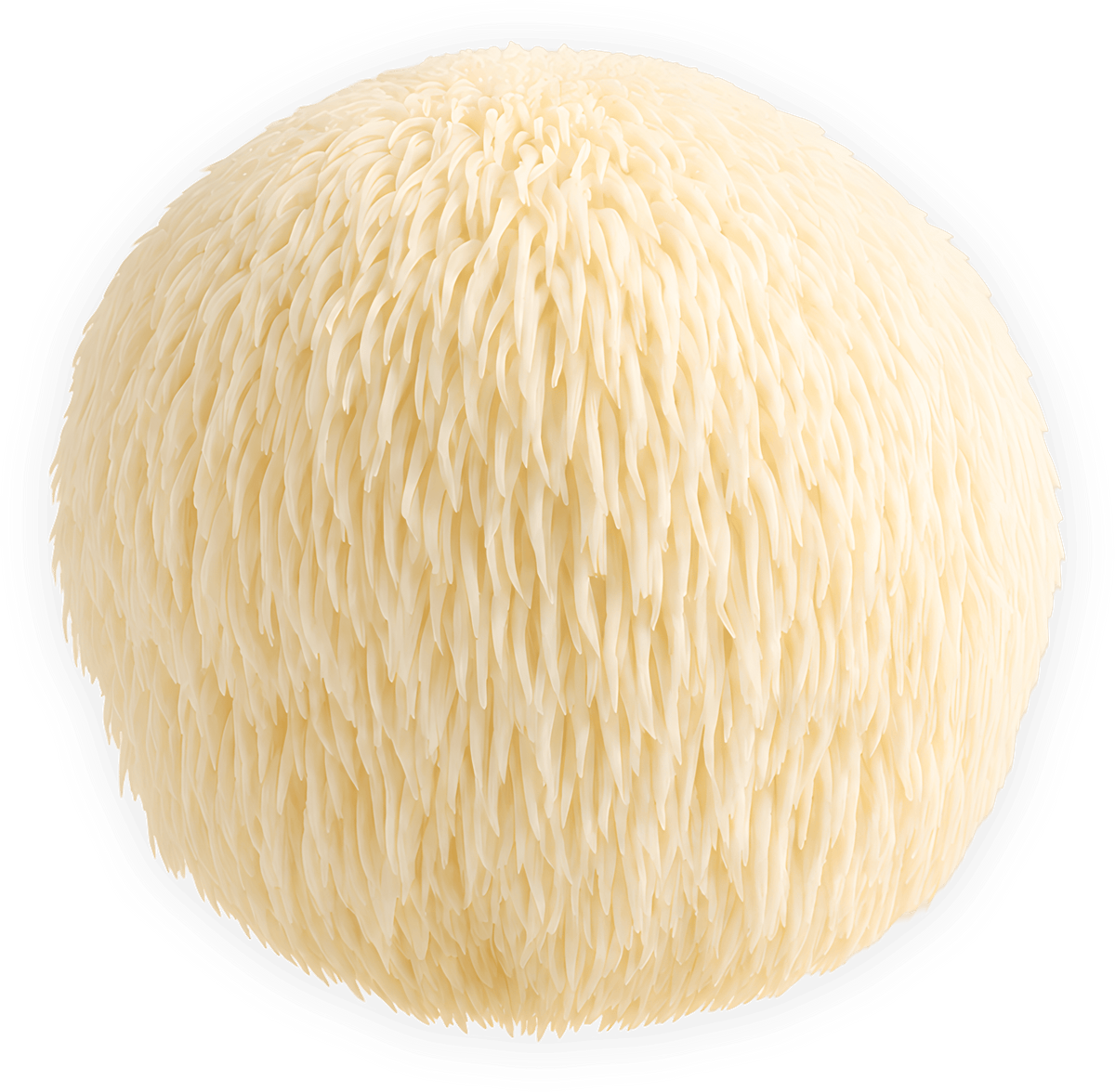 Lion's mane mushroom on a transparent background.